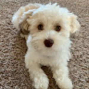 Meet your Posher, Abby